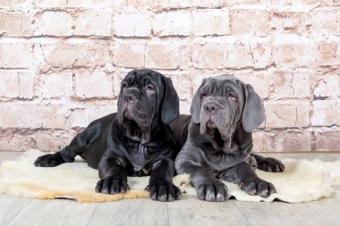 Gri, siyah ve kahverengi yavru Neapolitana Mastino doğurmak. Çocukluğundan beri köpek eğitim köpek işleyicileri.