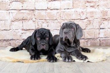 Gri, siyah ve kahverengi yavru Neapolitana Mastino doğurmak. Çocukluğundan beri köpek eğitim köpek işleyicileri.