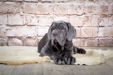Gri, siyah ve kahverengi yavru Neapolitana Mastino doğurmak. Çocukluğundan beri köpek eğitim köpek işleyicileri.