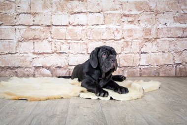 Gri, siyah ve kahverengi yavru Neapolitana Mastino doğurmak. Çocukluğundan beri köpek eğitim köpek işleyicileri.