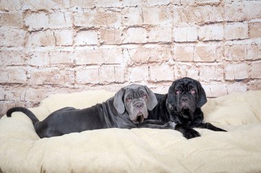 Gri, siyah ve kahverengi yavru Neapolitana Mastino doğurmak. Çocukluğundan beri köpek eğitim köpek işleyicileri.