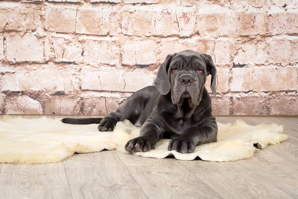 Cachorros grises, negros y marrones crían Napolitana Mastino. Manipuladores de perros entrenando perros desde la infancia . — Foto de Stock