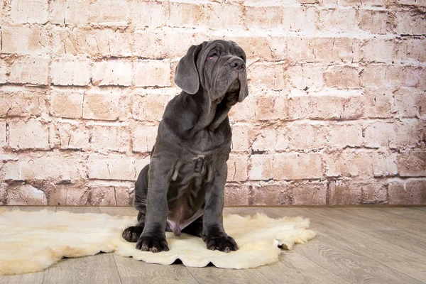 Filhotes cinza, preto e marrom raça Neapolitana Mastino. Manipuladores de cães treinando cães desde a infância . — Fotografia de Stock