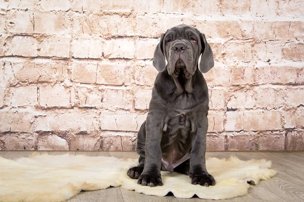 灰色，黑色和棕色的小狗繁殖 Neapolitana Mastino。从小训练狗犬. — 图库照片