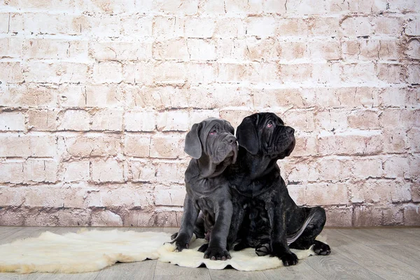 Filhotes cinza, preto e marrom raça Neapolitana Mastino. Manipuladores de cães treinando cães desde a infância . — Fotografia de Stock