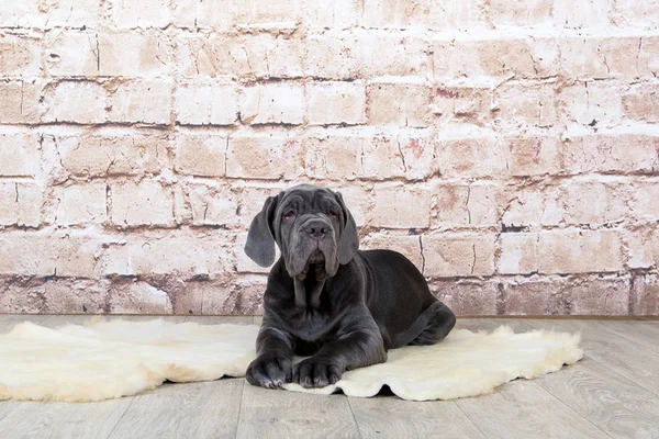 회색, 검은색과 갈색 강아지 사육 Neapolitana Mastino. 어린 시절부터 개를 훈련 하는 개 처리기. — 스톡 사진