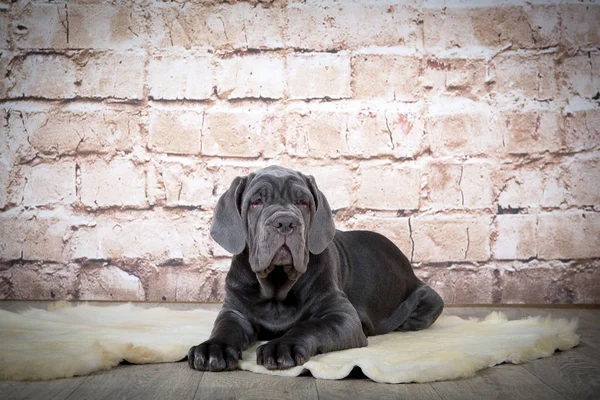 Filhotes cinza, preto e marrom raça Neapolitana Mastino. Manipuladores de cães treinando cães desde a infância . — Fotografia de Stock