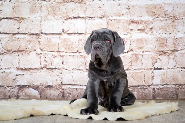 Gri, siyah ve kahverengi yavru Neapolitana Mastino doğurmak. Çocukluğundan beri köpek eğitim köpek işleyicileri. — Stok fotoğraf