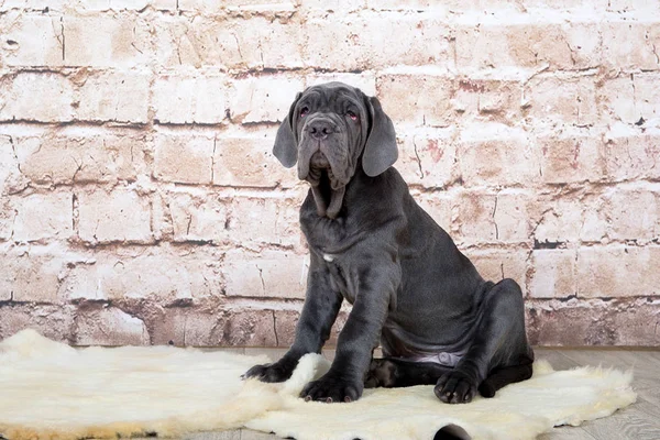 Gri, siyah ve kahverengi yavru Neapolitana Mastino doğurmak. Çocukluğundan beri köpek eğitim köpek işleyicileri. — Stok fotoğraf