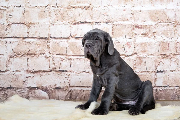 Filhotes cinza, preto e marrom raça Neapolitana Mastino. Manipuladores de cães treinando cães desde a infância . — Fotografia de Stock