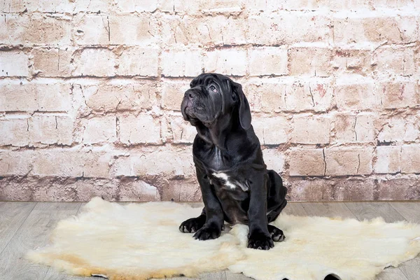 I cuccioli grigi, neri e marroni allevano il Mastino napoletano. Manipolatori di cani cani formazione cani fin dall'infanzia . — Foto Stock