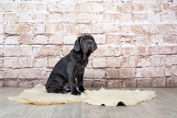 Cachorros grises, negros y marrones crían Napolitana Mastino. Manipuladores de perros entrenando perros desde la infancia . — Foto de Stock