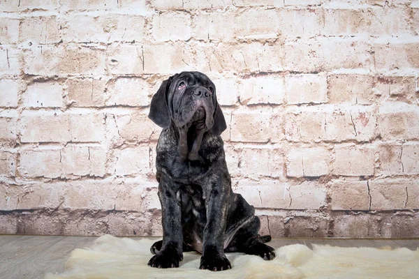 회색, 검은색과 갈색 강아지 사육 Neapolitana Mastino. 어린 시절부터 개를 훈련 하는 개 처리기. — 스톡 사진