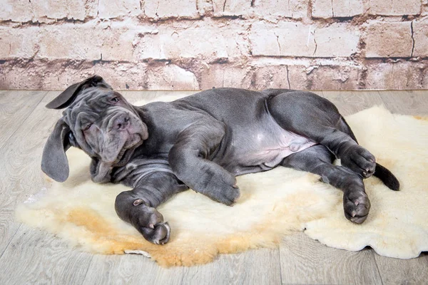 회색, 검은색과 갈색 강아지 사육 Neapolitana Mastino. 어린 시절부터 개를 훈련 하는 개 처리기. — 스톡 사진