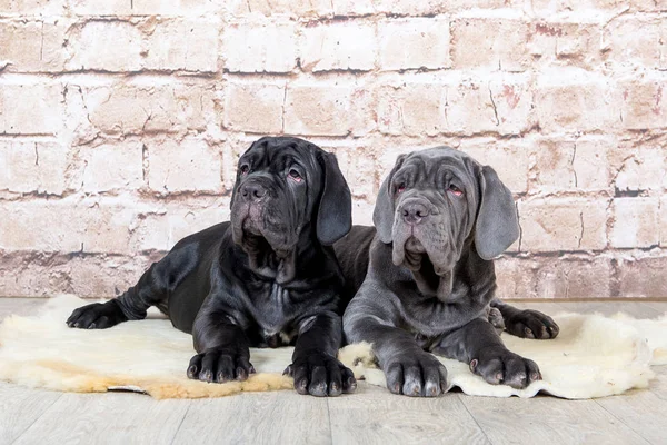 Gri, siyah ve kahverengi yavru Neapolitana Mastino doğurmak. Çocukluğundan beri köpek eğitim köpek işleyicileri.