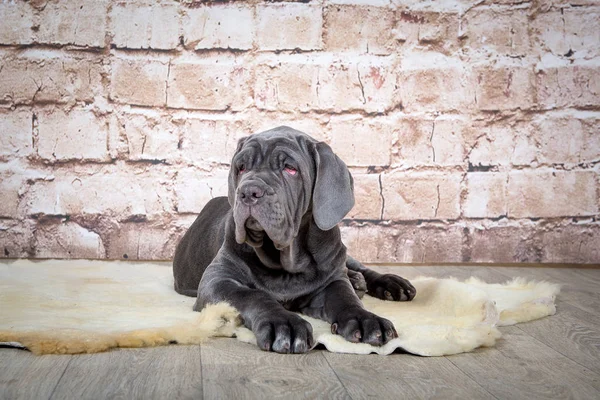 Gri, siyah ve kahverengi yavru Neapolitana Mastino doğurmak. Çocukluğundan beri köpek eğitim köpek işleyicileri.