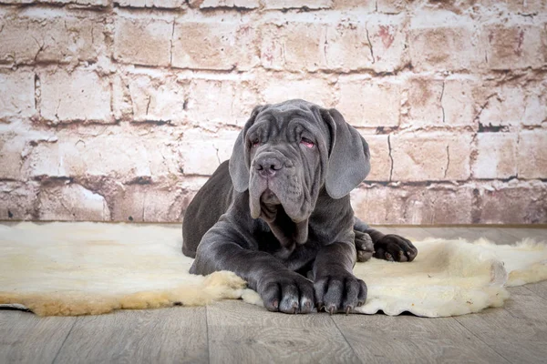 Filhotes cinza, preto e marrom raça Neapolitana Mastino. Manipuladores de cães treinando cães desde a infância . — Fotografia de Stock