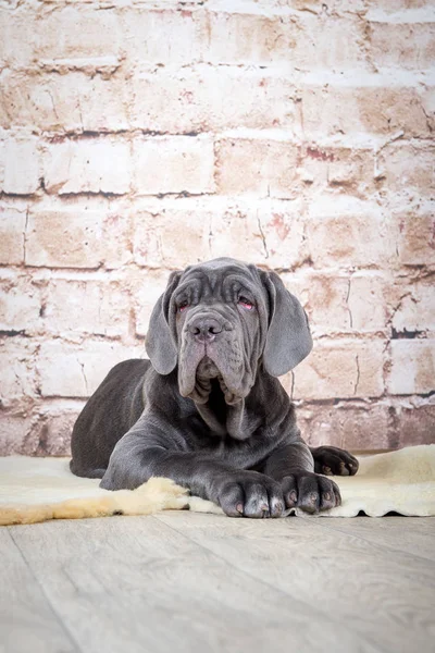 Filhotes cinza, preto e marrom raça Neapolitana Mastino. Manipuladores de cães treinando cães desde a infância . — Fotografia de Stock