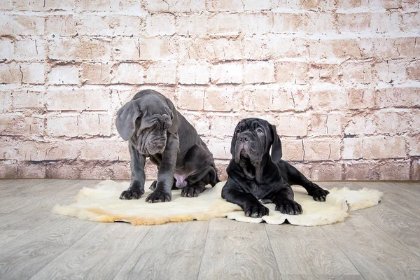 Gri, siyah ve kahverengi yavru Neapolitana Mastino doğurmak. Çocukluğundan beri köpek eğitim köpek işleyicileri.
