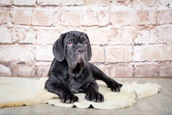 Filhotes cinza, preto e marrom raça Neapolitana Mastino. Manipuladores de cães treinando cães desde a infância . — Fotografia de Stock