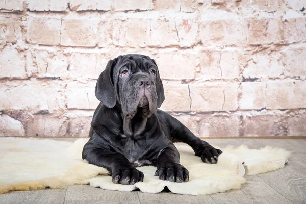 I cuccioli grigi, neri e marroni allevano il Mastino napoletano. Manipolatori di cani cani formazione cani fin dall'infanzia . — Foto Stock