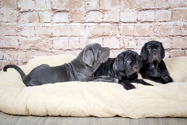 Šedá, černá a hnědá štěňata plemene Neapolitana Mastino. Psovodi výcvik psů od dětství. — Stock fotografie