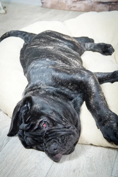 Filhotes cinza, preto e marrom raça Neapolitana Mastino. Manipuladores de cães treinando cães desde a infância . — Fotografia de Stock