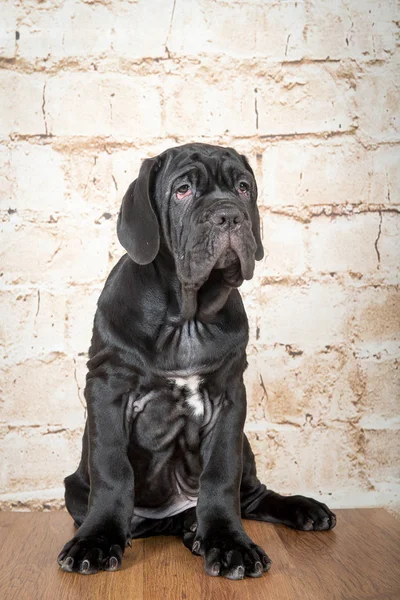 Gri, siyah ve kahverengi yavru Neapolitana Mastino doğurmak. Çocukluğundan beri köpek eğitim köpek işleyicileri.
