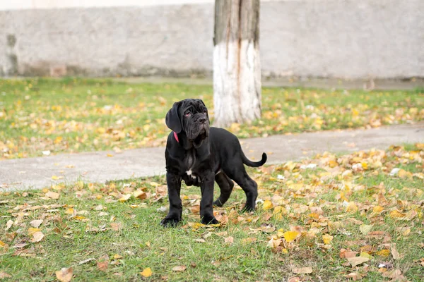 Собаки розмножують неаполітана мастіно прогулянкою в осінньому парку . — стокове фото