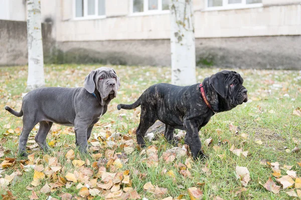 Σκυλιά φυλής mastino Neapolitana μια βόλτα στο πάρκο φθινόπωρο. — Φωτογραφία Αρχείου