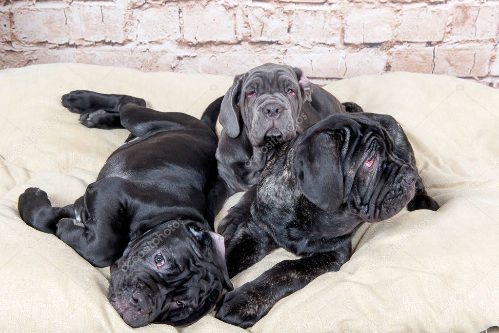 Grey, black and brown puppies breed Neapolitana Mastino. Dog handlers training dogs since childhood.