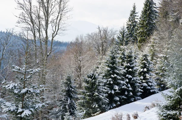 Panorama de bosque nevado, fabuloso, hermoso, helado . — Foto de Stock