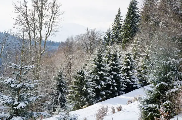 Panorama des verschneiten, märchenhaften, schönen, frostigen Waldes. — Stockfoto