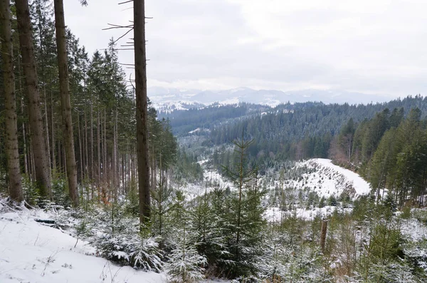 Panorama der verschneiten Berge und Wälder in einem Skigebiet. Wetter in den Bergen. — Stockfoto