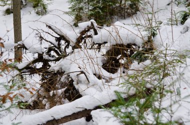 Karlı, soğuk güzel muhteşem orman Panoraması.