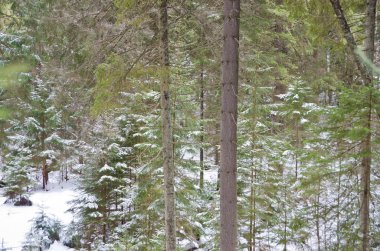 Karlı, soğuk güzel muhteşem orman Panoraması.