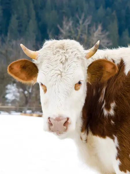 Young calf chewing hay standing next to a barn in winter in the village. — Stock Photo, Image