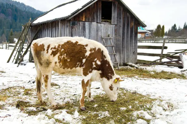 Young calf chewing hay standing next to a barn in winter in the village. — Stock Photo, Image