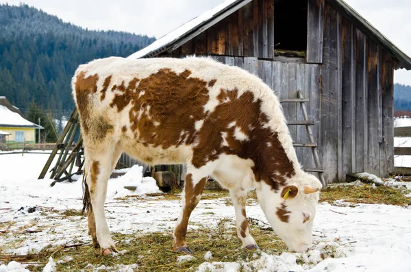 Young calf chewing hay standing next to a barn in winter in the village. — Stock Photo, Image
