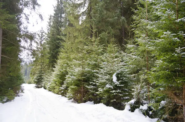 Panorama van besneeuwde, fantastische, mooie, frosty bos. — Stockfoto