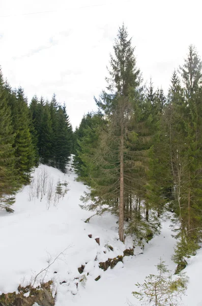 Panorama des verschneiten, märchenhaften, schönen, frostigen Waldes. — Stockfoto