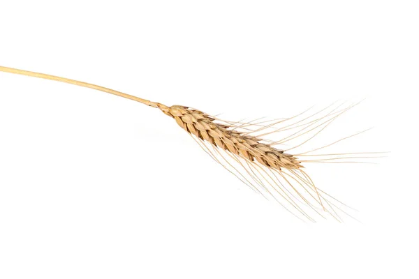 Bell pszenica uszy pszenicy na tle - symbol płodności i bogactwo. — Zdjęcie stockowe