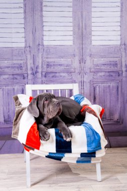 Köpek yavrusu Neapolitana mastino koltukta yalan. Çocukluğundan beri köpek eğitim köpek işleyicileri.