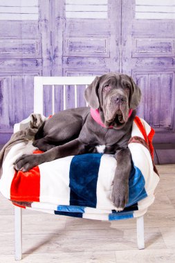Köpek yavrusu Neapolitana mastino koltukta yalan. Çocukluğundan beri köpek eğitim köpek işleyicileri.