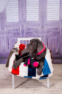 Köpek yavrusu Neapolitana mastino koltukta yalan. Çocukluğundan beri köpek eğitim köpek işleyicileri.