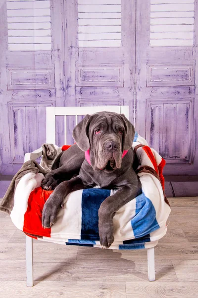 Puppy Neapolitana Mastiff deitado em uma cadeira. Manipuladores de cães treinando cães desde a infância . — Fotografia de Stock