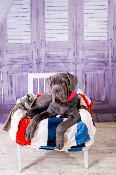 Filhote de cachorro Neapolitana mastino deitado no sofá. Manipuladores de cães treinando cães desde a infância . — Fotografia de Stock