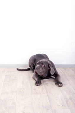 Köpek yavrusu Neapolitana mastino, stüdyoda katta oturuyor. Çocukluğundan beri köpek eğitim köpek işleyicileri.