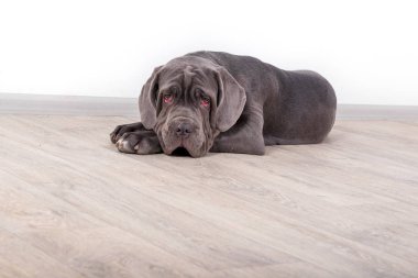 Köpek yavrusu Neapolitana mastino, stüdyoda katta oturuyor. Çocukluğundan beri köpek eğitim köpek işleyicileri.