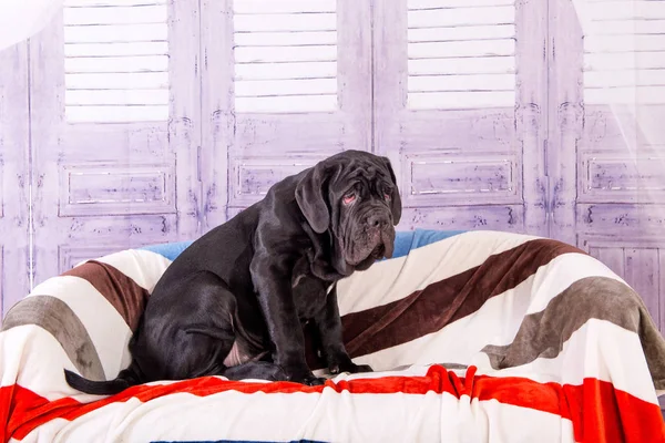 Filhote de cachorro Neapolitana mastino deitado no sofá. Manipuladores de cães treinando cães desde a infância . — Fotografia de Stock